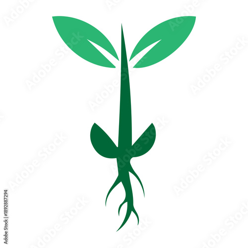 Green Plant Sprout Growth