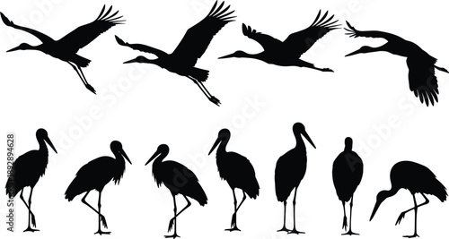 Black Silhouette Set of Storks in Flight and Standing Poses Featuring Long Beaks and Wings for Nature and Wildlife Illustrations,
