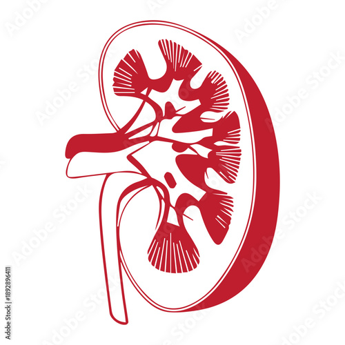 Human Kidney Icon