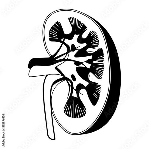Kidney Anatomy Illustration