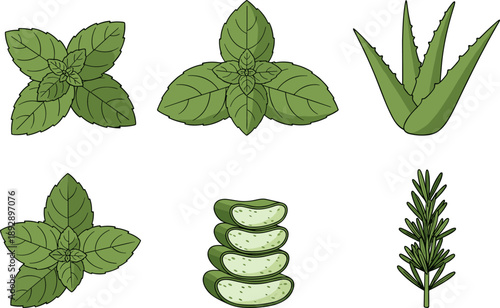 Medicinal Herbs and Plants Flat Vector Illustration Set: Aloe Vera, Mint, and Rosemary Graphic Art