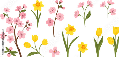 Spring Flower Collection, Pink Cherry Blossoms, Yellow Daffodils and Tulips, Flat Vector Illustration Isolated on White