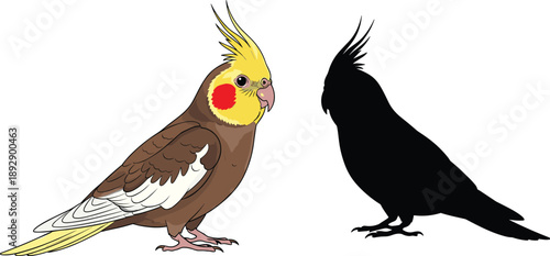 Colorful cockatiel parrot with yellow crest and orange cheeks next to its black silhouette isolated on a white background
