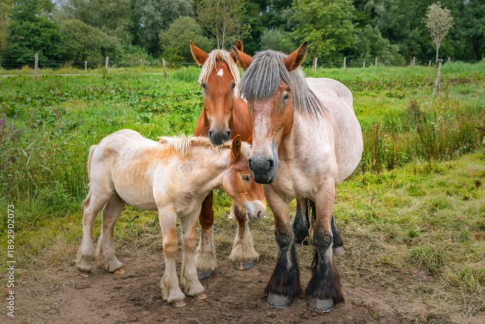 Obraz premium Three horses stand together in green pasture, adult mares and foal touching gently, peaceful rural moment showing family bond connection.