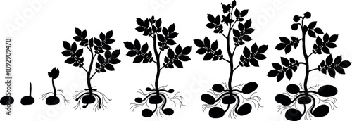 Black silhouette of life cycle of potato plant development from planting the tuber and sprouting to harvesting. Growth stages (phenophases) of potato plant isolated on white background