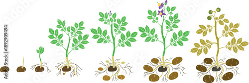 Life cycle of potato plant development from planting the tuber and sprouting to harvesting. Growth stages (phenophases) of potato plant isolated on white background