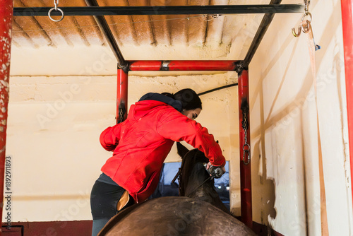 Shearing horse in a stable by a dedicated groom