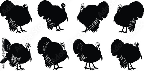 Wild turkey silhouette set, black and white vintage style illustration of male turkeys in display poses