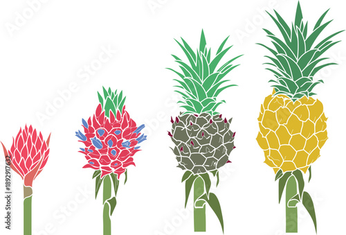 Stages of pineapple development from inflorescence to ripe fruit