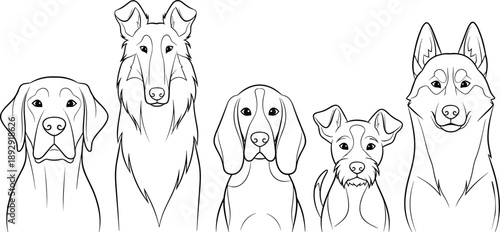 Detailed Dog Breed Line Art Set Featuring Frontal Portraits of a Labrador Retriever Collie Beagle Terrier and Husky in Minimalist Black and White Style for Coloring