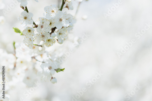 Minimalist cherry blossom branch with delicate white flowers and soft blurred background ideal for spring designs and seasonal themes