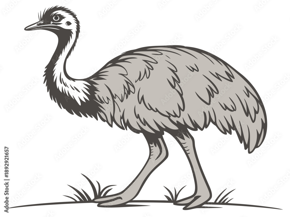 Fototapeta premium ostrich vector illustration
