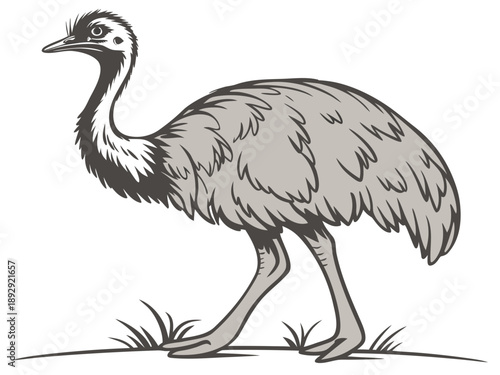 ostrich vector illustration