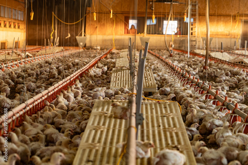 Foto Interior of an industrial chicken farm with young chicks