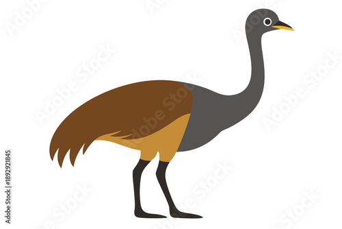 grey crowned crane