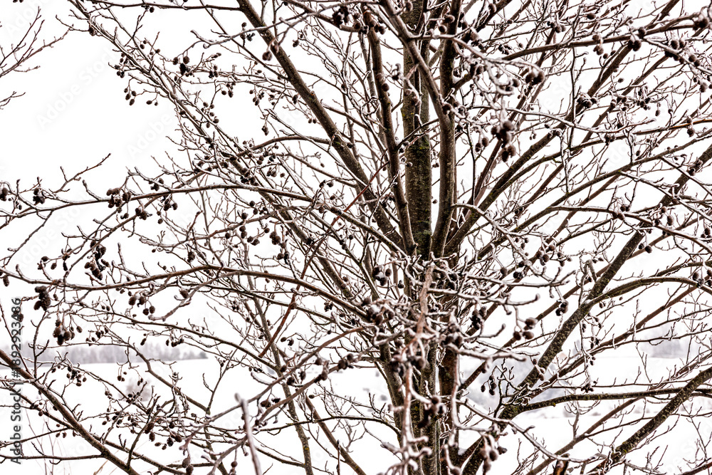 Obraz premium Winter, Beautiful winter in the Suwałki Region in Poland