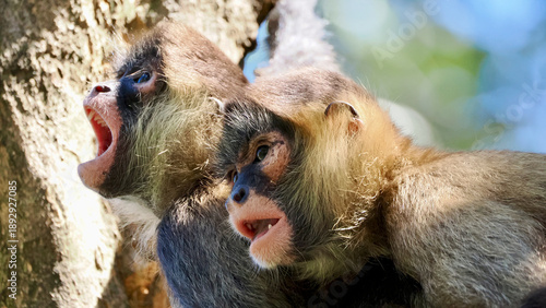 Photography Two Central American Spider Monkeys in a tree with one vocalizing