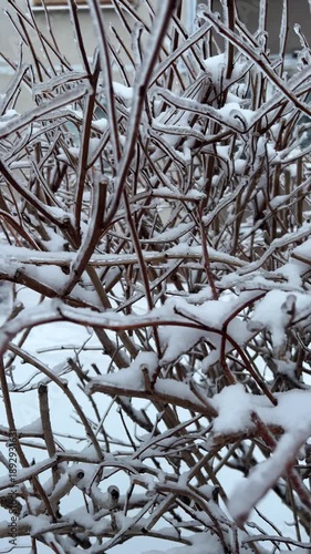 Close-up video of iced shrub branches after freezing rain. Winter seasonal weather phenomenon. Vertical video.