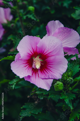 Rose of Sharon (Hibiscus syriacus)
