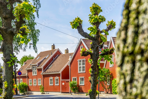 Historic Red Wooden Houses in Torshov Oslo Norway Traditional Scandinavian Residential Architecture with Pollarded Trees and White Window Trim