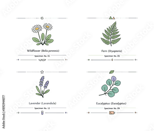 Minimal Botanical Illustrations. Minimal botanical specimen sheets. Herbarium-style sheets with pressed plants centered neatly, small caption lines beneath