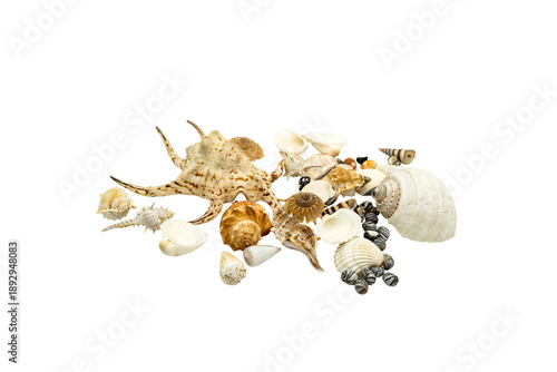 Natural Beauty of Assorted Seashells and a Starfish: A Shell Collection from the Underwater World on a Transparent Background.