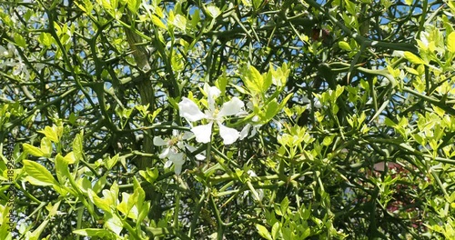 Trifoliate orange or Poncirus trifoliata having thorny twisting bushy branches bearing cup-shaped white flowers and three-palmate green leaves trembling slightly in the wind
