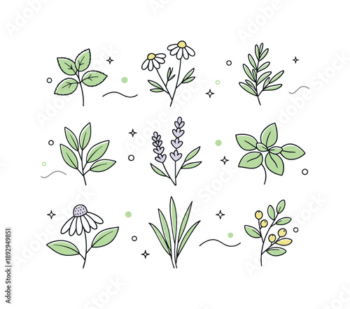 Herbal Vector Collection. Herbal plants vector set. Simple herbs with stems and leaves arranged as a tidy collection. Natural wellness and gentle organic