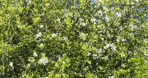 Poncirus trifoliata | Trifoliate orange - Japanese bitter-orange - Hardy orange. Ornamental shrub in spring with profusion of white flowers and green foliage on twisted and thorny branches
