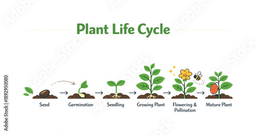 Plant Life Cycle Chart. Plant life cycle classroom chart. A teacher-friendly visual chart designed for textbooks or posters, showing each growth stage clearly
