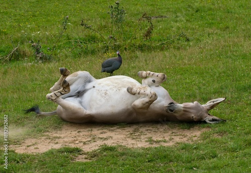 Fotografie Somali wild ass