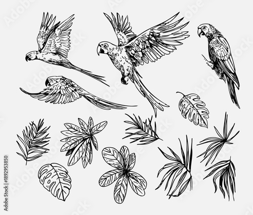 Macaw parrot, tropical bird, palm leaves, set of illustrations, hand-drawn sketch