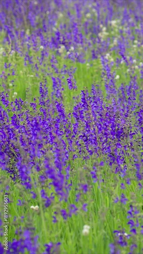 Experience the Beautiful Lavender Field in Full Bloom, a true feast for the senses