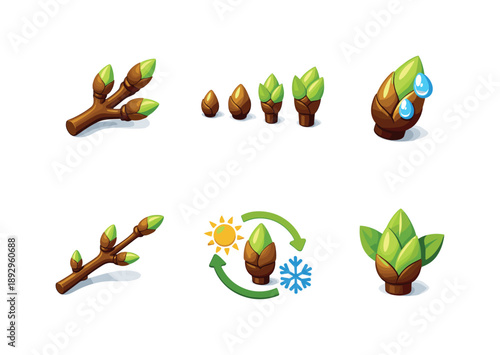 Colorful Tree Buds Icons. Tree buds. Isometric flat vector icons set of Tree buds: deciduous tree branch buds, bud growth stages sequence, bud with dew drops,