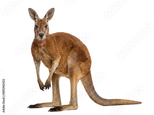 Red kangaroo standing, front view, isolated on transparent background (PNG)