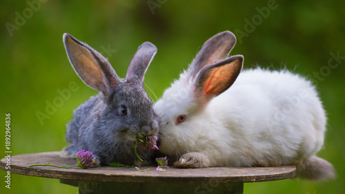 Domestic Hares in Natural Landscape