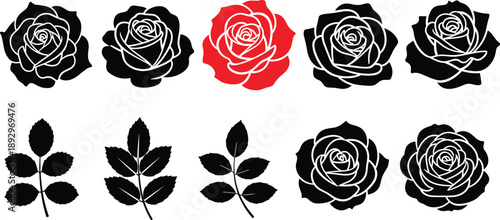 Black and white roses with one red rose and leaves on white background black rose white outline
