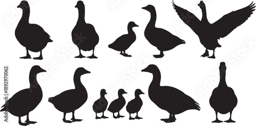 Black silhouettes of geese in various poses and sizes on white background also transparent background