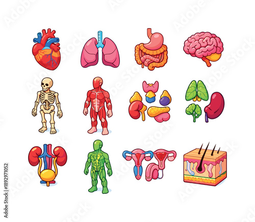 Colorful Anatomical Icons. Medical Anatomy. Colorful isometric vector icons set of Medical Anatomy: anatomical heart, lungs model, digestive tract, brain