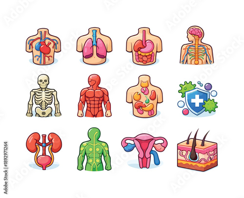 Colorful Body System Icons. Body System Diagrams. Colorful isometric vector icons set of Body System Diagrams: circulatory diagram, respiratory diagram,