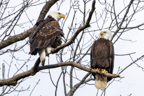 Eagles in a tree during the winter near Nauvoo IL