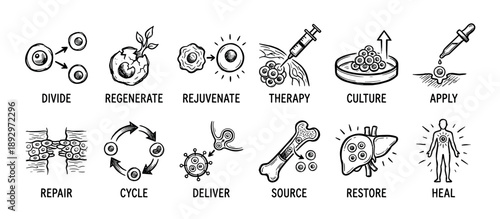 Hand drawn icon set illustrating stem cell therapy and regenerative medicine processes like division, repair, and healing, presented in a black and white sketch doodle style infographic
