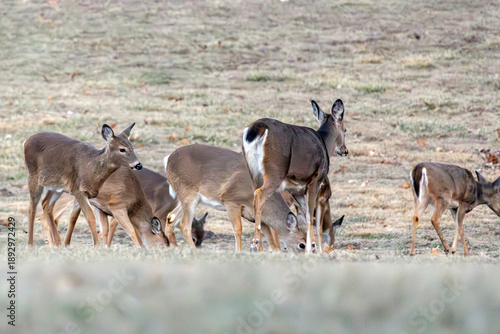Deer in Nauvoo IL Field
