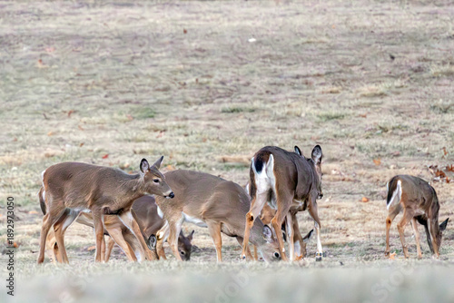 Deer in Nauvoo IL Field