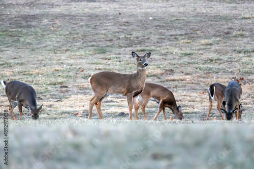 Deer in Nauvoo IL Field