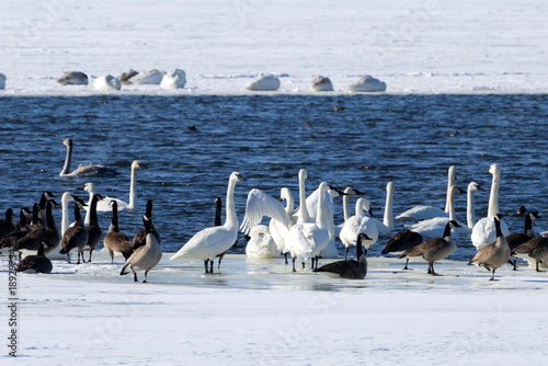 group of swans on the Mississippi River near Nauvoo IL