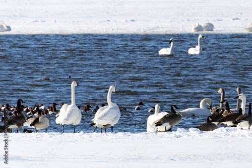 group of swans on the Mississippi River near Nauvoo IL