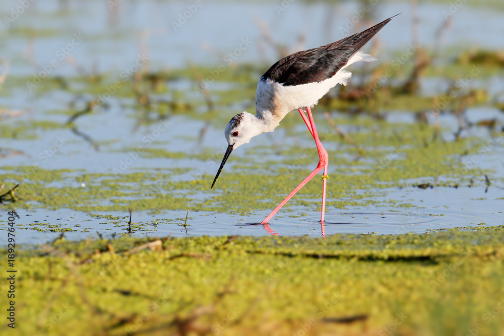 Obraz premium A close-up shot of a male black-winged stilt (Himantopus himantopus) in breeding plumage standing in the water on the bank of a pond looking for food.