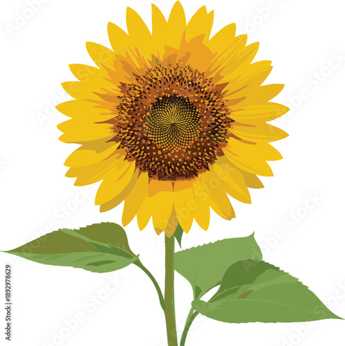 Yellow Sunflower with Green Leaves on White Background yellow flower floral