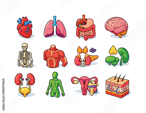Colorful Anatomical Icons. Medical Anatomy. Colorful isometric vector icons set of Medical Anatomy: anatomical heart, lungs model, digestive tract, brain